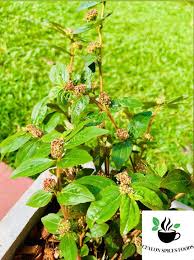 Image result for Euphorbia hirta