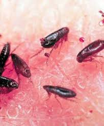 Once inside your home, both pests can multiply quickly and cost savings. 36 Fleas And Ticks Ideas Flea And Tick Fleas Ticks