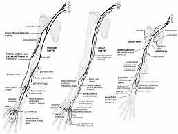 Upper Extremity Nerve Anatomy Peripheral Nerves Of The