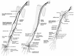 upper extremity nerve anatomy peripheral nerves of the