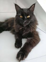 Maine Coon Vs Norwegian Forest Cat Important Differences Purr Craze