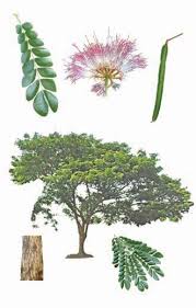 Image result for Mimusops obtusifolia