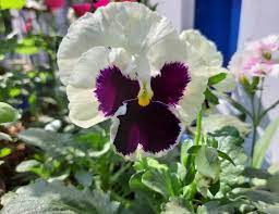 Pansy Beautiful Flower Pansyingarden Cottage Garden Beautiful Flowers Pansies