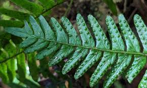 Image result for Pleopeltis