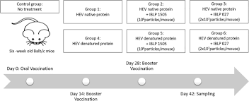 >>> tostream:out <<< in route: Oral Vaccination With Hepatitis E Virus Capsid Protein And Immunobiotic Bacterium Like Particles Induce Intestinal And Systemic Immunity In Mice Springerlink