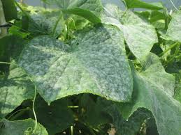 Image result for mildew on cucumbers