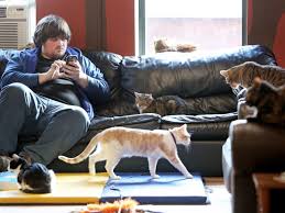 They aren't even the cheapest in the area. Just Ask Us Where Can I Get Low Cost Spay Or Neuter Services For My Pets Just Ask Us Madison Com