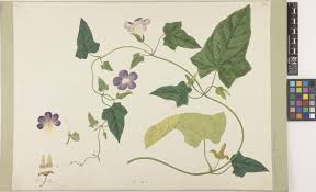 Image result for Thunbergia annua