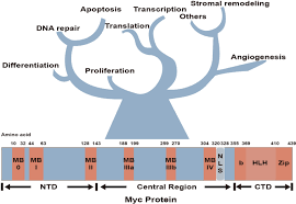 How cancer can be linked to overactive positive cell cycle regulators (oncogenes) or inactive negative regulators (tumor suppressors). Alternative Approaches To Target Myc For Cancer Treatment Signal Transduction And Targeted Therapy