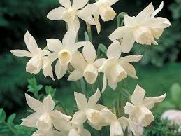 Narcissus Thalia Bulbs Narcissus Daffodils Landscaping With Rocks