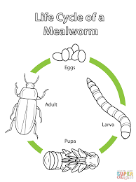Life Cycle Of A Mealworm Life Cycles Insect Life Cycle Animal Life Cycles