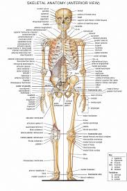 Us 4 05 19 Off Skeletal System Poster Anatomical Chart Human Body Skeleton Medical Art Wall Poster Silk Print For Home Decor In Painting