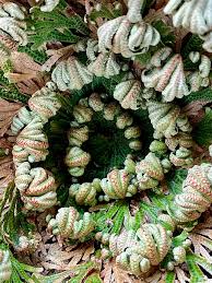 Image result for Selaginella afrorum