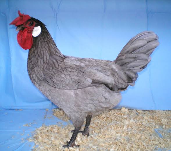 Minorca Chicken Breed | Recognized Variety | Buff | Black | For Sale