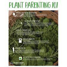 Aug 25, 2020 · mature plant size: Bonnie Plants 19 3 Oz Gypsy Pepper Plant 3700 The Home Depot