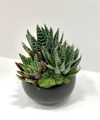 Image result for Aloe veseyi