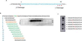 Aducanumab discriminates between monomer … Structural And Kinetic Basis For The Selectivity Of Aducanumab For Aggregated Forms Of Amyloid B Scientific Reports