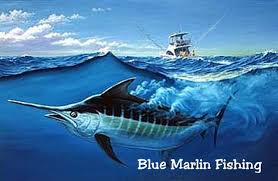 Blue Marlin Fishing Marlin Fishing Blue Marlin Fish Blue Marlin
