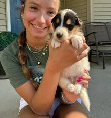 Born 6/21/24, we have a new litter sired by Ch. Aurealis Constellation  (2021 CCA 1st Open Blue Merle) ex BISS Nr. Ch. Wyndlair Cherokee  Independence (2024 CCA 1st Open Tri-Color). Co-bred with