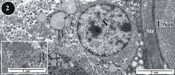 Overview from a normal pancreatic tissue. α, β, δ endocrine pancreatic... |  Download Scientific Diagram