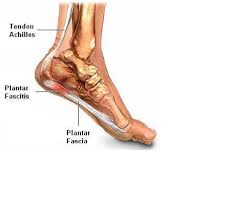 Maybe you would like to learn more about one of these? Daftar Otot Berdasarkan Fungsi Area Di Jari Kaki