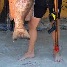 In most speargun setups, the spear stays attached to the gun so that the fish can't swim away with it. Spearfishing Gear Reel Or Float Line Spearfishing Today
