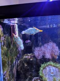 In the wild it feeds almost exclusively on. Orange Spotted Filefish Feeding Questions Reef2reef Saltwater And Reef Aquarium Forum