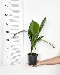 Image result for Kořenokvětka Aspidistra