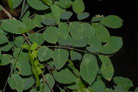 Image result for Millettia usaramensis
