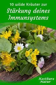 10 Wilde Krauter Zur Starkung Deines Immunsystems Kostbare Natur Immunsystem Gesunde Krauter Krauter
