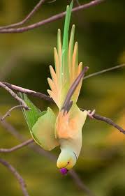 Cannot Fly Birds That Don T Fly Wow That S Simply Breathtaking Pretty Birds Birds Beautiful Birds