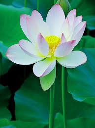 Pin By Kings Paul On Lotus In 2021 Beautiful Gardens Beautiful Images Lotus