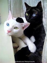 Black Baby Kittens With Green Eyes Both Of These Kitties Have Heterochromia Iridum A Genetic Trait In Which The Eyes Are Two Different Colors Ying And Yang Animals Cute Animals Beautiful Cats