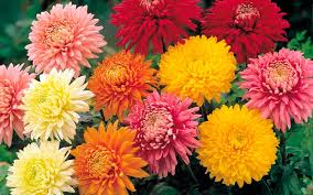 Floricultura Cemiterio Vila Formosa Qual Tipo De Flor Escolher P Velorio
