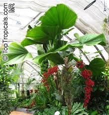 Check spelling or type a new query. Licuala Grandis Ruffled Fan Palm Toptropicals Com