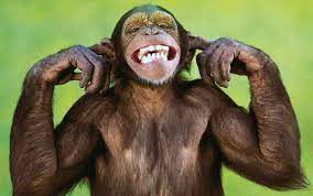 Could It Be Our Understanding Of Quality That Is Broken Perhaps Funny Monkey Pictures Monkeys Funny Monkey Pictures