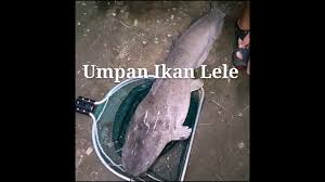 Ujian soalan matematik tingkatan 1; Umpan Ikan Lele Keli Cau Ca Tre Catfish Youtube