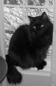 Bℓaꮳƙ Cat In The Window Cats Beautiful Cats Cats And Kittens