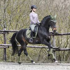Kramer Pferdesport Auf Instagram Wieder Verfugbar Die Felix Buhler Autumn Breeze Ii Kollektion In Eurer Lieblings Horse Riding Outfit Horses Dressage Horses