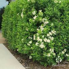 Image result for Murraya