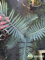 Image result for Encephalartos umbeluziensis