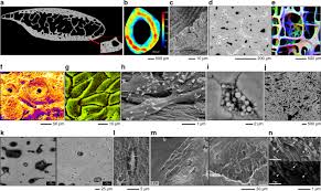 The large dark spots are passages for blood vessels and nerves. 50 Years Of Scanning Electron Microscopy Of Bone A Comprehensive Overview Of The Important Discoveries Made And Insights Gained Into Bone Material Properties In Health Disease And Taphonomy Bone Research