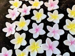 24 Medium Plumeria Frangipani Any Color Gum Etsy Edible Flowers Cake Edible Flowers Plumeria