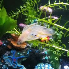 The Betta Art In 2020 Betta Tank Mates Betta Tank Betta Fish