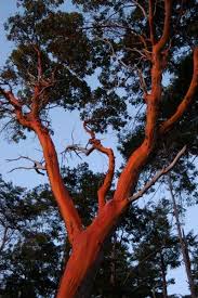 「arbutus tree」の画像検索結果