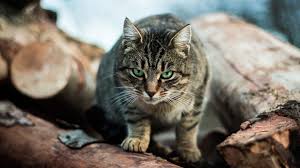 How to solve behavior problems. What Are Feral Cats Help And Advice Cats Protection