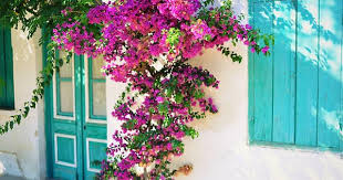 Exterior Live Colorfully Bougainvillea Sun House