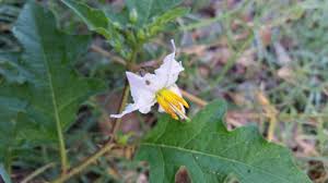 Image result for Cantinoa americana