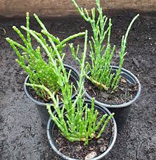 Image result for Salicornia perrieri