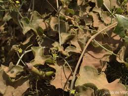 Image result for Corallocarpus epigaeus